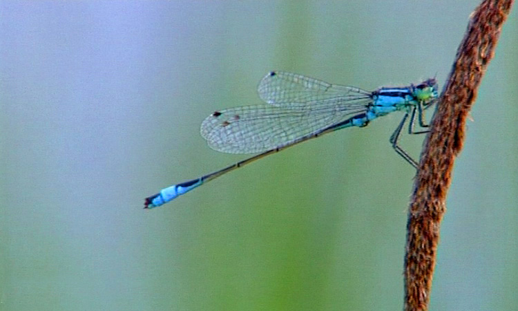 Le peuplement du milieu par les Agrions - 6mn 22s